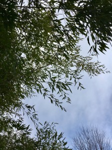 PIC bamboo closeup 1 Feb 2017
